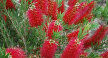Callistemon Cherry Time