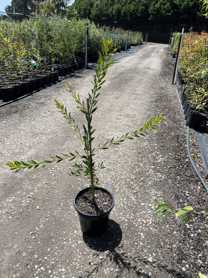 Callistemon Clearview White