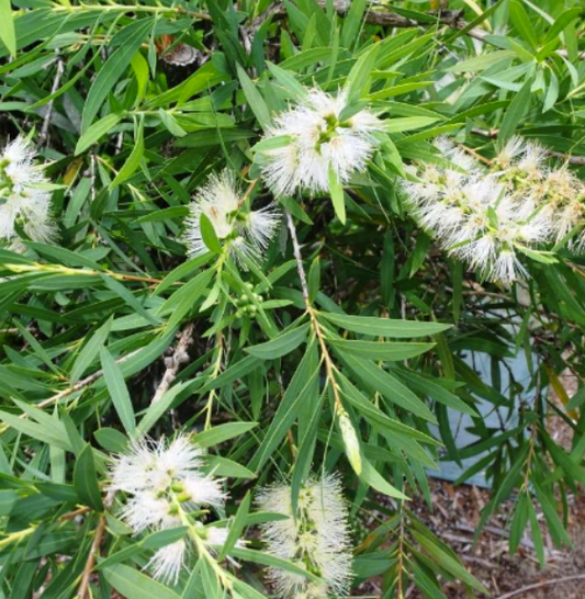 Callistemon Clearview White