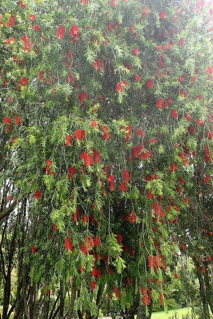 Callistemon Hannah Ray