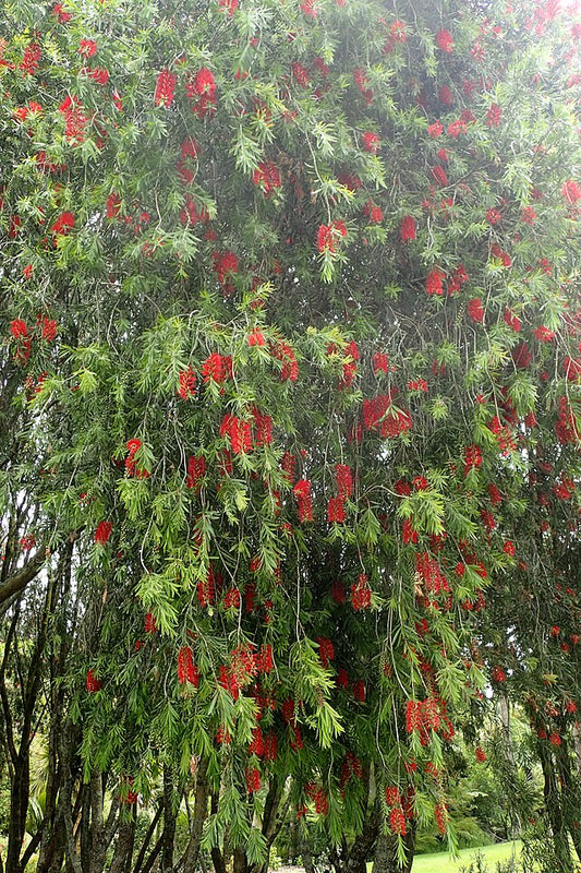 Callistemon Hannah Ray