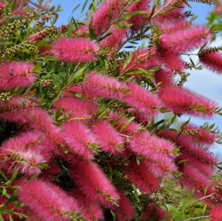 Callistemon Hot Pink