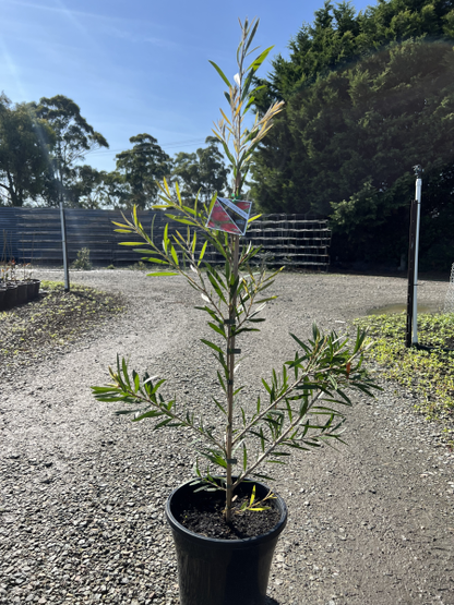 Callistemon Kings Park Special