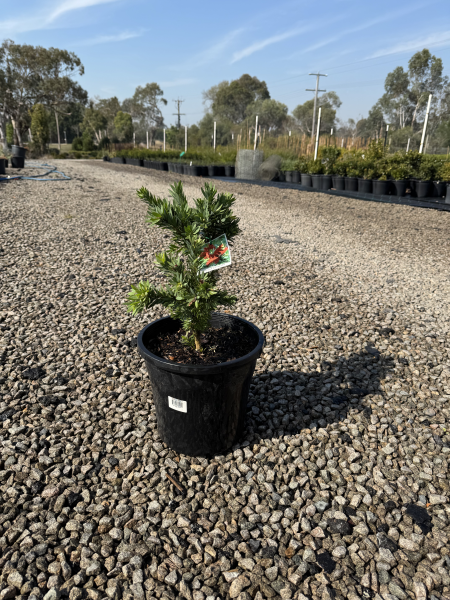Callistemon Little John