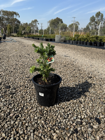Callistemon Little John