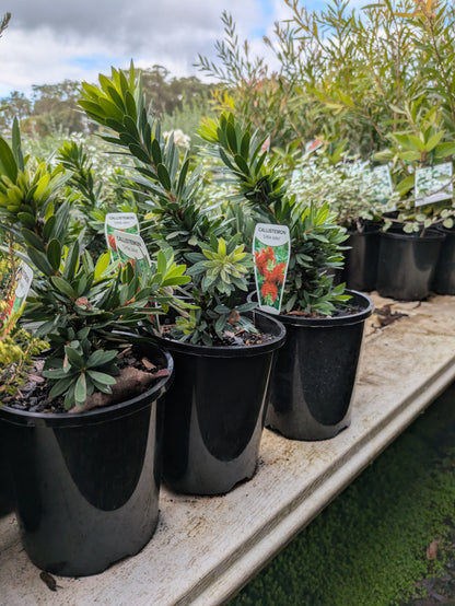 Callistemon Little John
