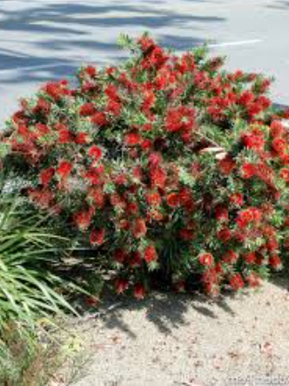 Callistemon Little John