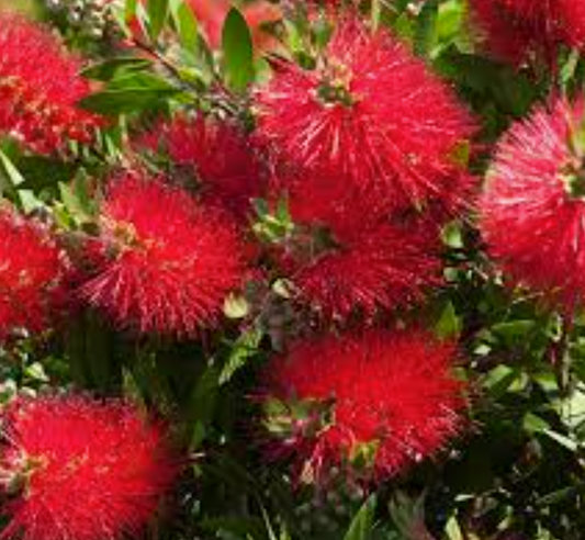 Callistemon Matthew Flinders