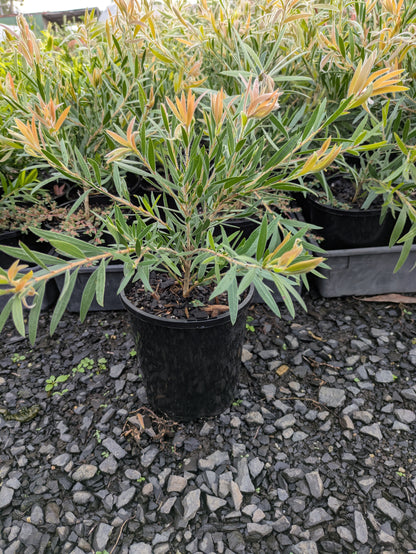 Callistemon Purple Cloud