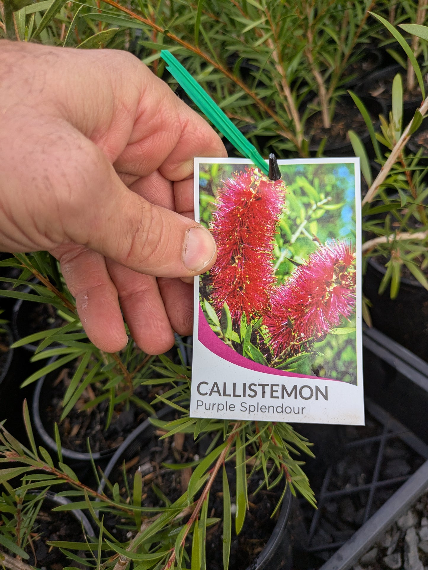 Callistemon Purple Splendour