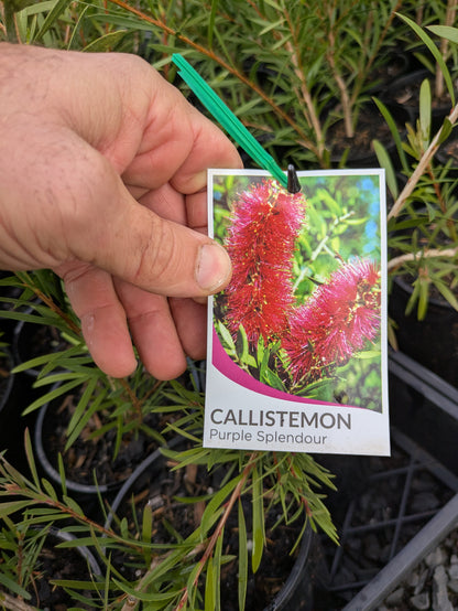 Callistemon Purple Splendour