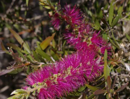 Callistemon Purple Splendour