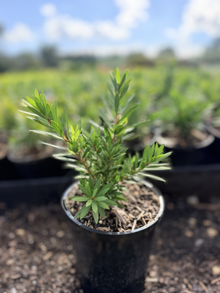 the plant broker