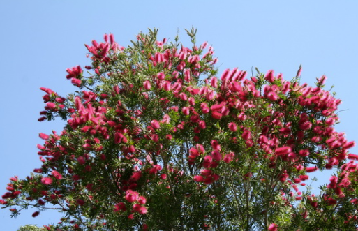 Callistemon Western Glory
