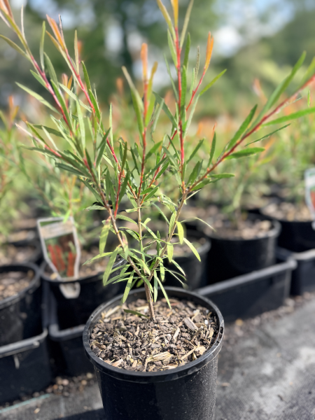 the plant broker