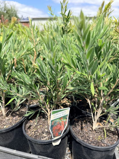 Callistemon Hannah Ray