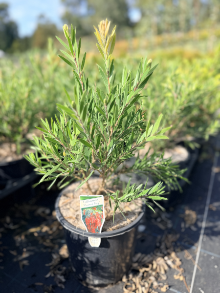 the plant broker