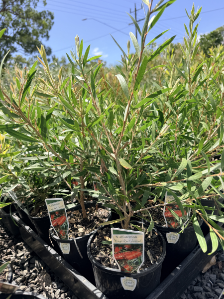 Callistemon Kings Park Special