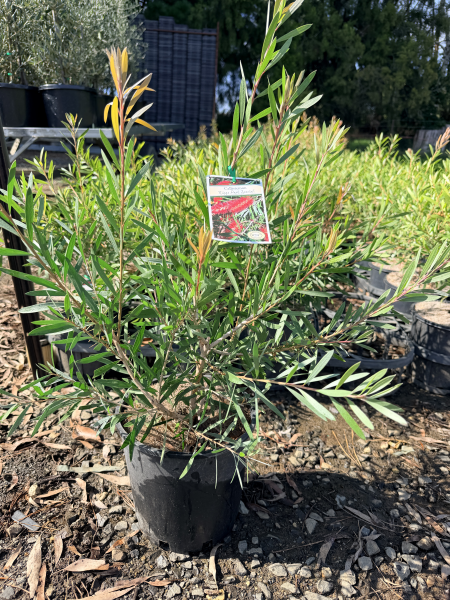 the plant broker