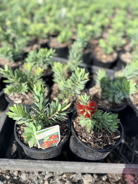 the plant broker