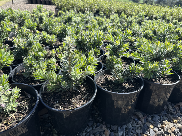 Callistemon Little John