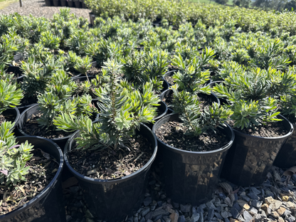 Callistemon Little John