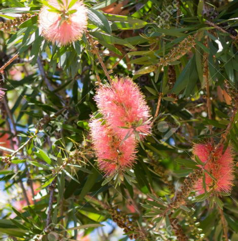 Callistemon 'Pink Champagne'