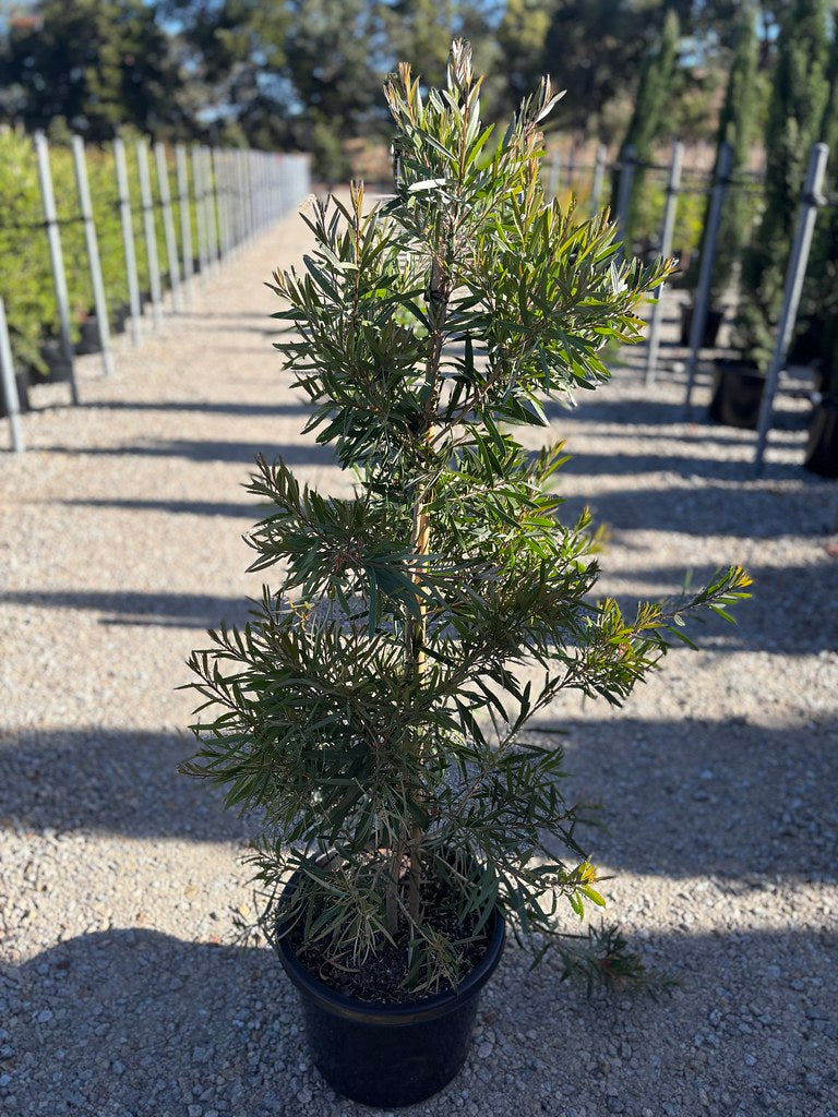 Callistemon salignus 'Perth Pink'