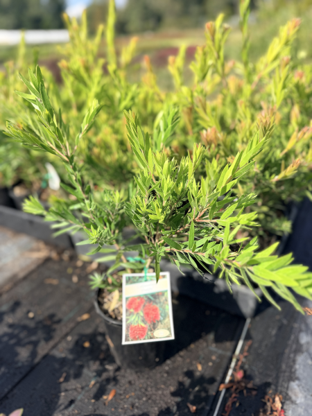 the plant broker