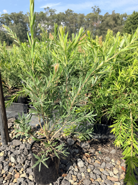the plant broker