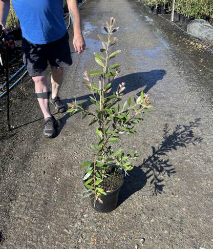 Callistemon citrinus Endeavour