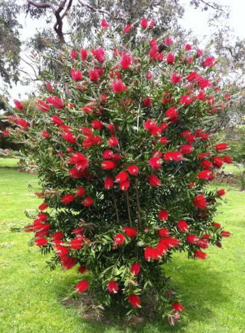 Callistemon citrinus Endeavour