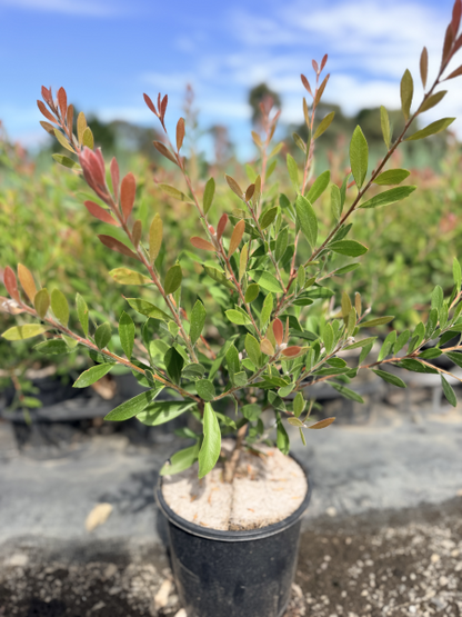 Callistemon citrinus Endeavour