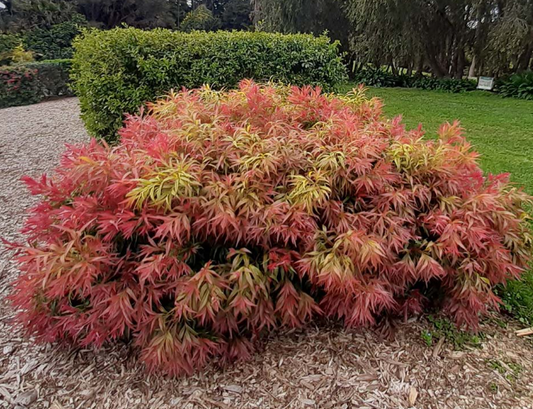 Callistemon salignus Great Balls of Fire