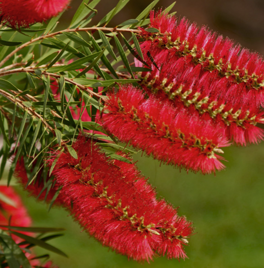Callistemon subulatus Packers Selection