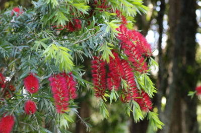 Callistemon viminalis Captain Cook