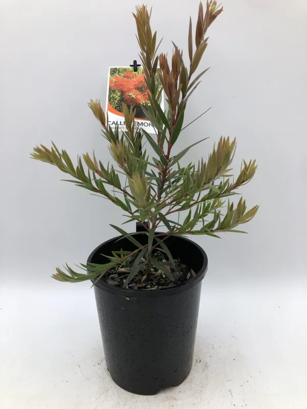 the plant broker
