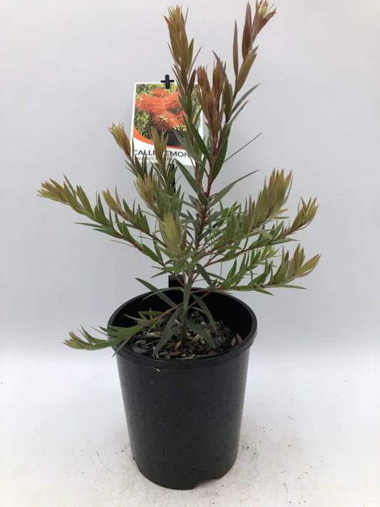 Callistemon viminalis Captain Cook