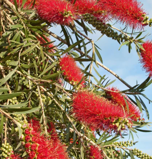 Callistemon viminalis Dawson River Weeper