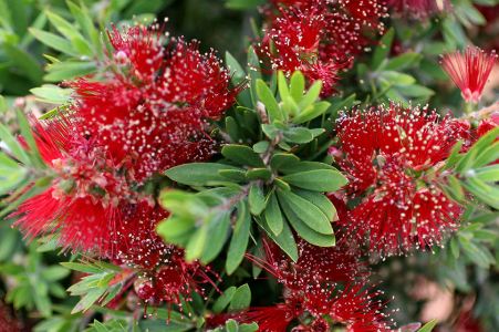 Callistemon viminalis Green Envy
