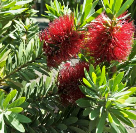 Callistemon viminalis Little Silver