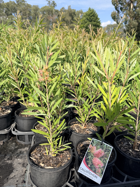 Callistemon 'Pink Champagne'