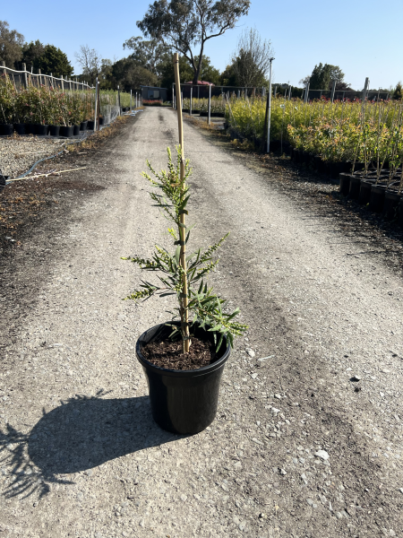 Callistemon viminalis Wilderness White