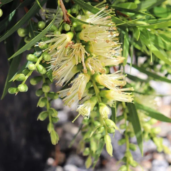 Callistemon viminalis Wilderness White