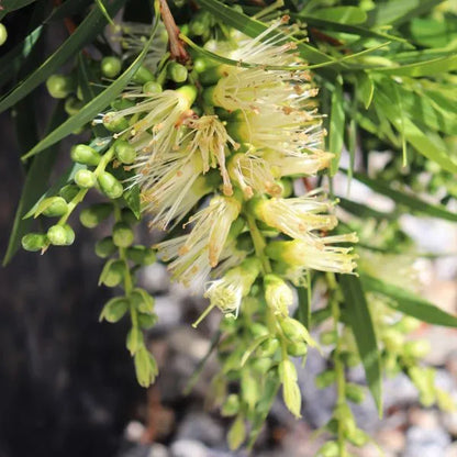 Callistemon viminalis Wilderness White