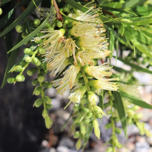Callistemon viminalis Wilderness White