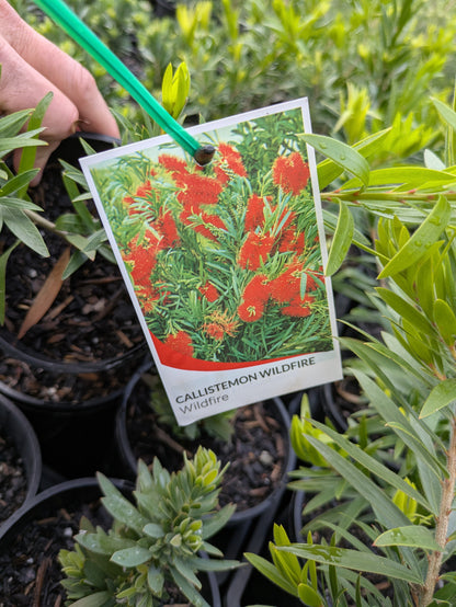 Callistemon viminalis Wildfire