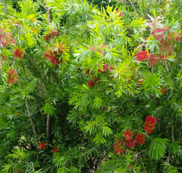 Callistemon viminalis Wildfire