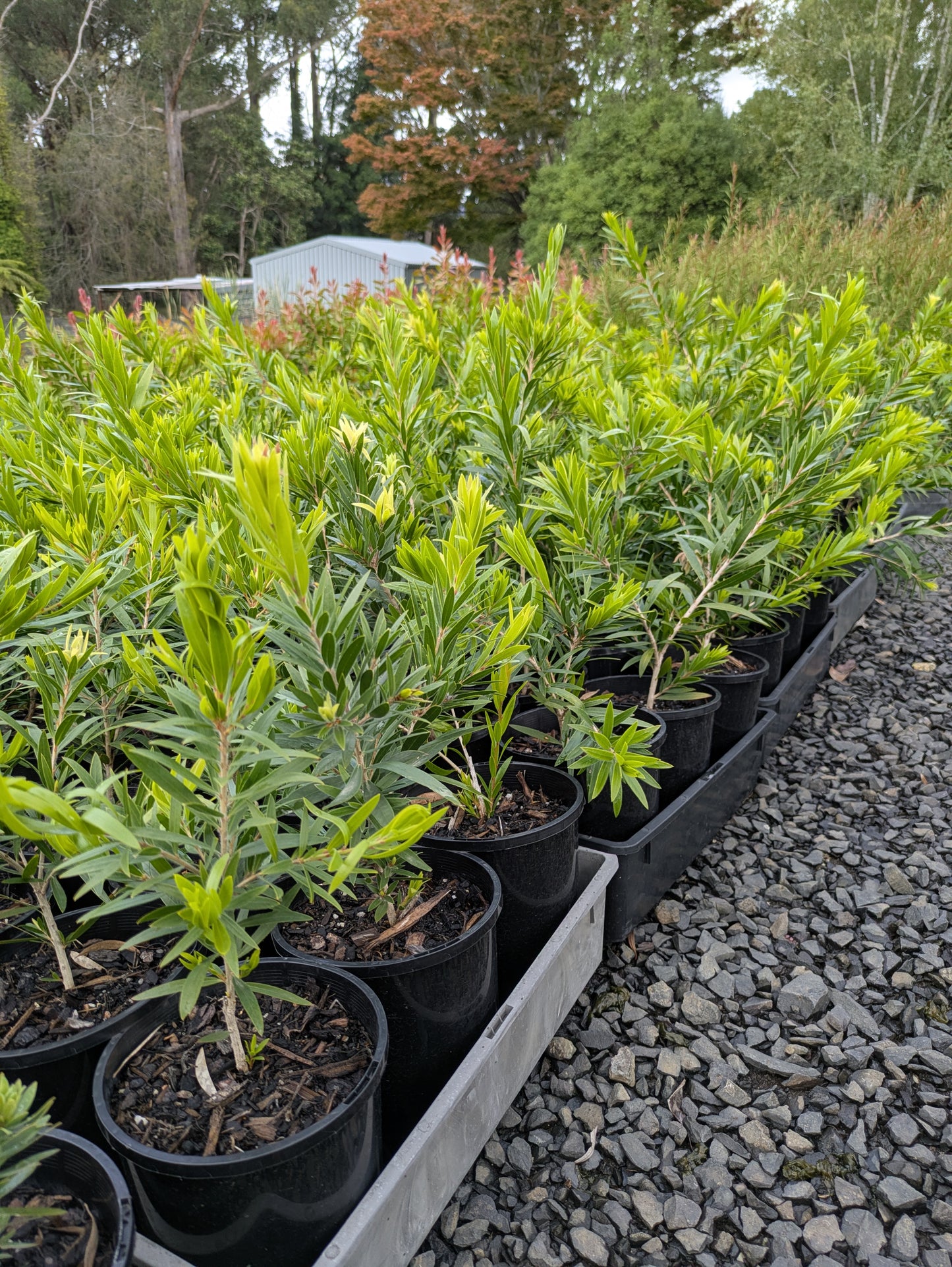 Callistemon viminalis Wildfire
