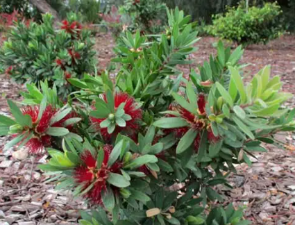 Callistemon viminalis (LJ1)  Better John